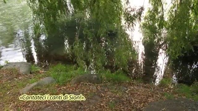 SALIX BABYLONICA - Salici piangenti - Salmo 137 смотреть онлайн