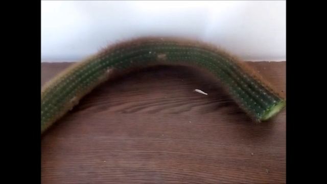 Кактус очень длинный. Как его начеренковать? смотреть онлайн