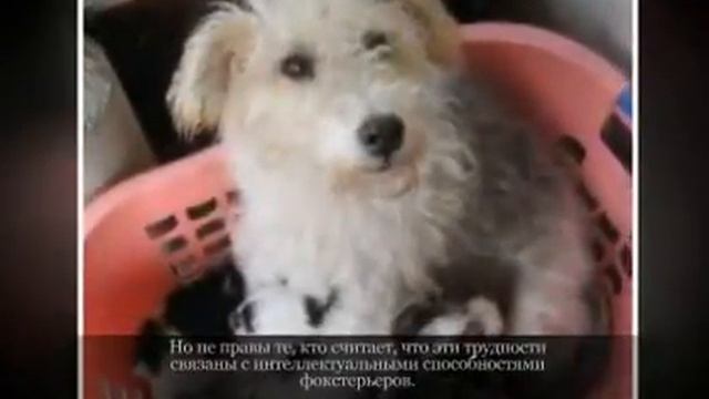 Маленькие породы собак ФОКСТЕРЬЕР смотреть онлайн