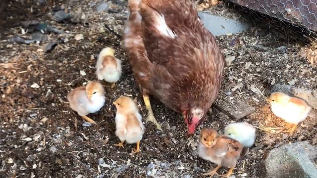 Red Star Hen and Chickies смотреть онлайн