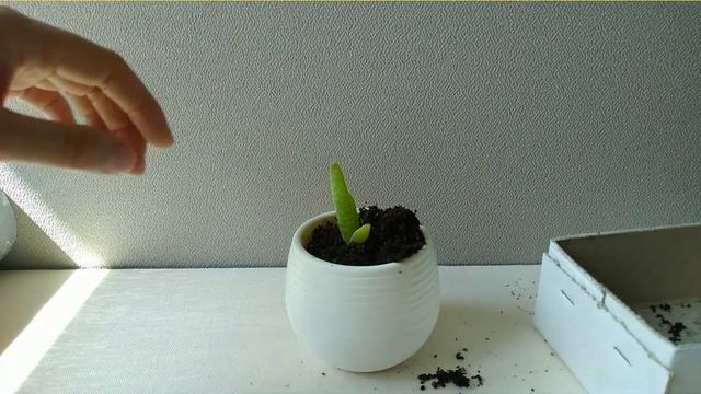?ПОЧЕМУ НЕ РАСТЕТ АЛОЭ? Ошибки выращивания смотреть онлайн
