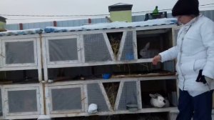 Как поить кроликов зимой