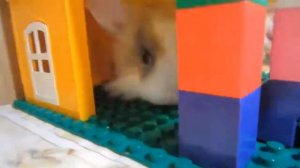 КАК РОСЛИ НАШИ ЖИВОТНЫЕ! /а ну-ка давай-ка канал\