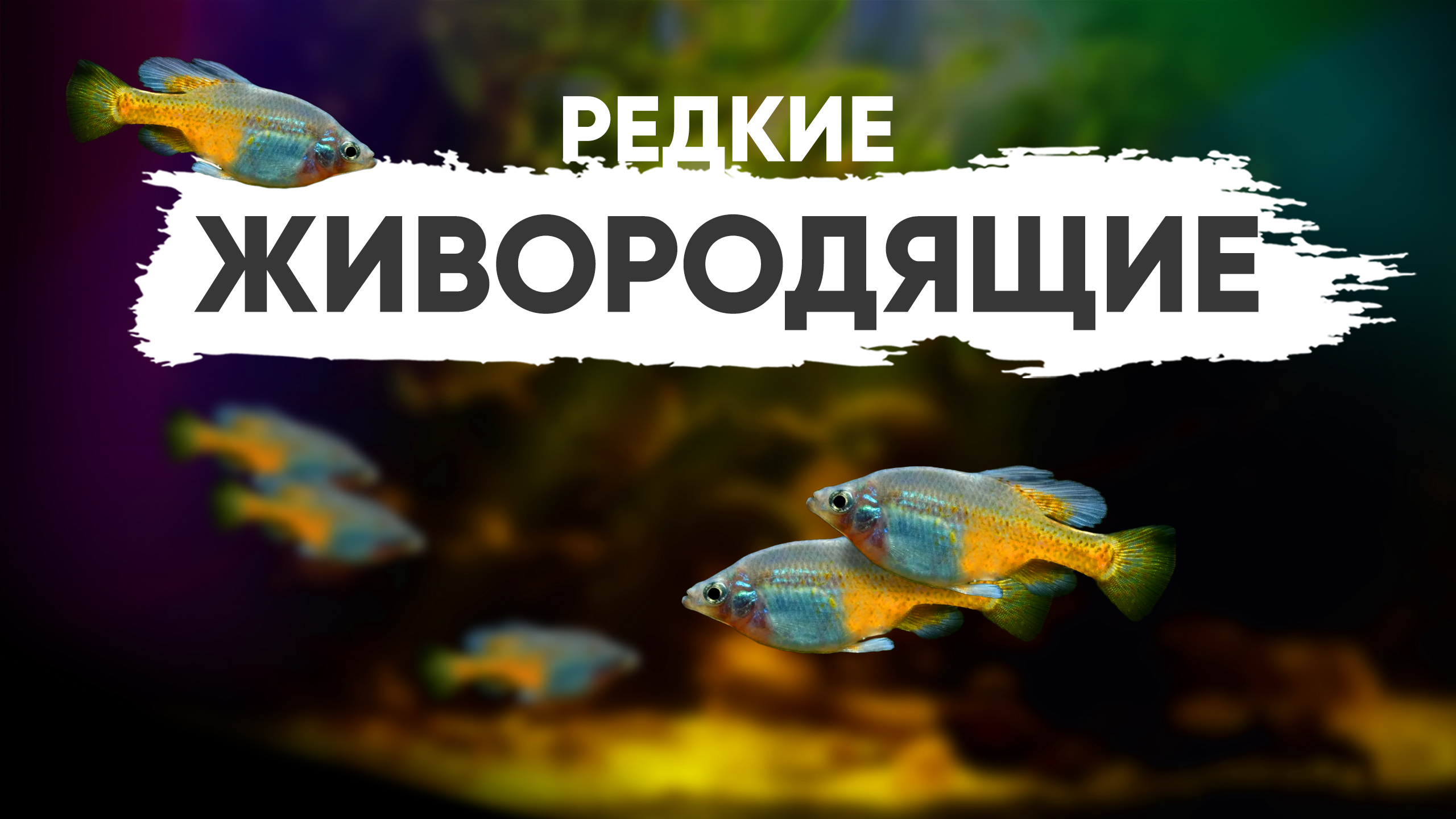 Самая редкая живородящая аквариумная рыбка.mp4 смотреть онлайн
