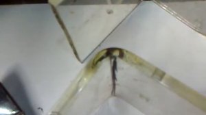 как согнуть оргстекло гибка оргстекла