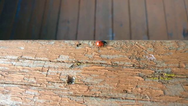 Божья коровка ползет. The ladybug crawls смотреть онлайн