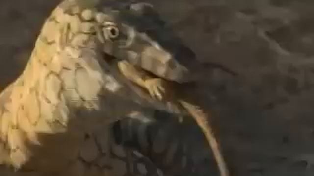 NOVA | Why Monitor Lizards Make Great Pets смотреть онлайн