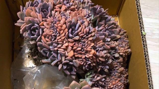 🌵Imported rare cactus: euphoria abdelkuri, monadenium, stenocereus, Astrophytum, obesa, boobies, …. смотреть онлайн