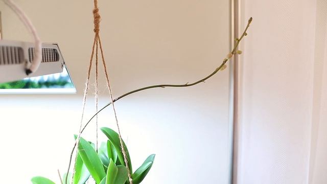 Природный аквариум 90p: коряги и водоросли 2,5 мес без подмен смотреть онлайн