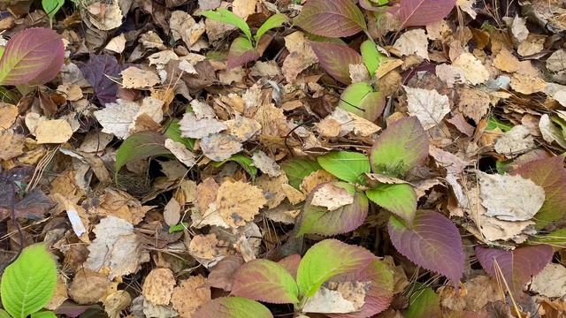 Подготовка крупнолистной гортензии к зиме / зимовка молодых саженцев в открытом грунте смотреть онлайн