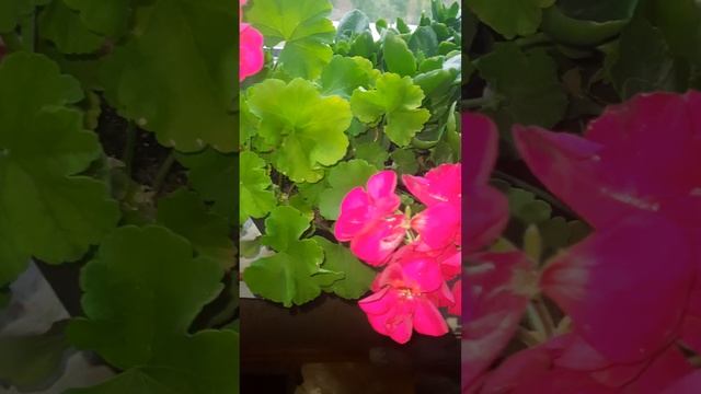 Бомба для гераней! Магнезия для пеларгонии. Польза. смотреть онлайн