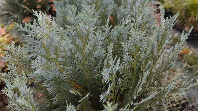 sadzonki.org Thuja brabant occidentalis sadzonki na żywopłot. Tuja szmaragd sadzonki z gruntu. Tuje смотреть онлайн