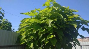 Катальпа Нана на штамбі ?