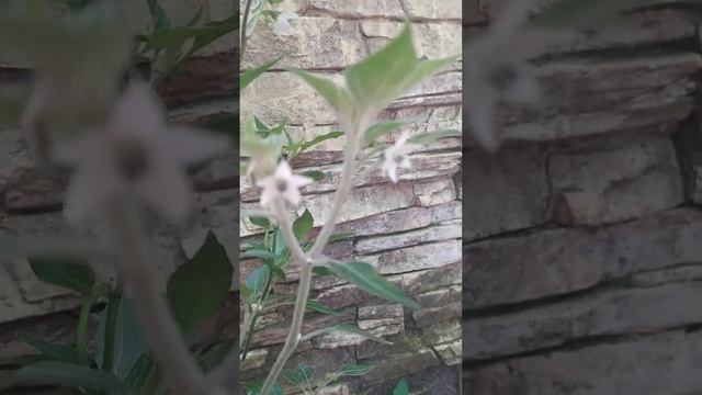 Острый перец Чёрная Кобра. Подросток. Впервые дал изменения в сорте. смотреть онлайн