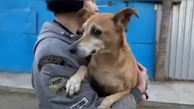 Дина. Брошенная комнатная собачка с Пушкино заехала в приют Дай лапу, друг смотреть онлайн