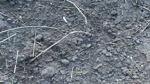 Виноград. Обрезка и формировка молодого куста весной