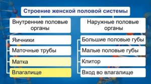 Строение половой системы человека. Видеоурок по биологии 8 класс