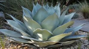 Голубая агава — что это такое