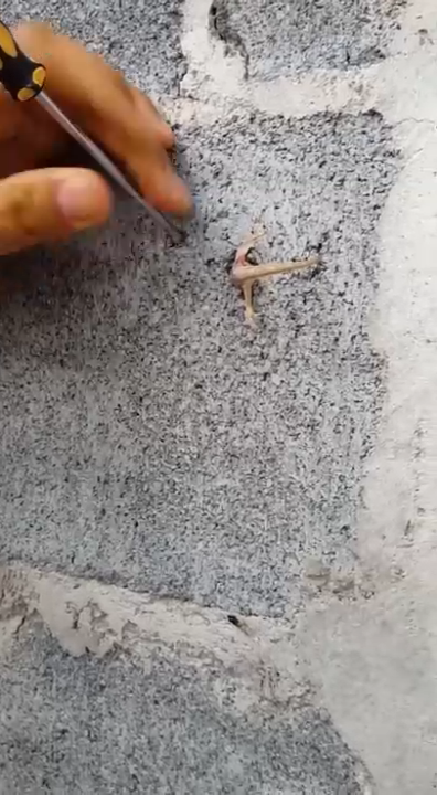 Ящерица застряла в стене смотреть онлайн