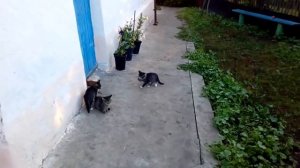 КРЫСОЛОВ КОТЁНОК ЛОВИТ КРЫСУ. Мгновенная реакция котёнка.