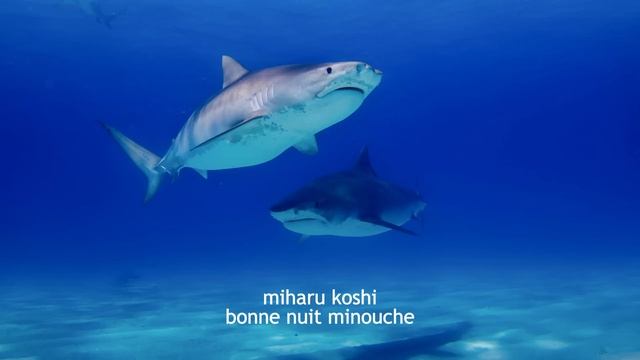 ? | playlist to be a shark смотреть онлайн