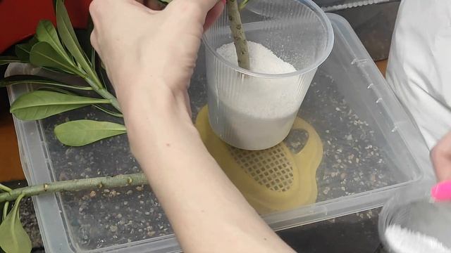 ЧЕРЕНКИ АДЕНИУМА укоренение в перлите и воде НЕУДАВШИЕСЯ прививки октября 2022 #адениум #adenium смотреть онлайн