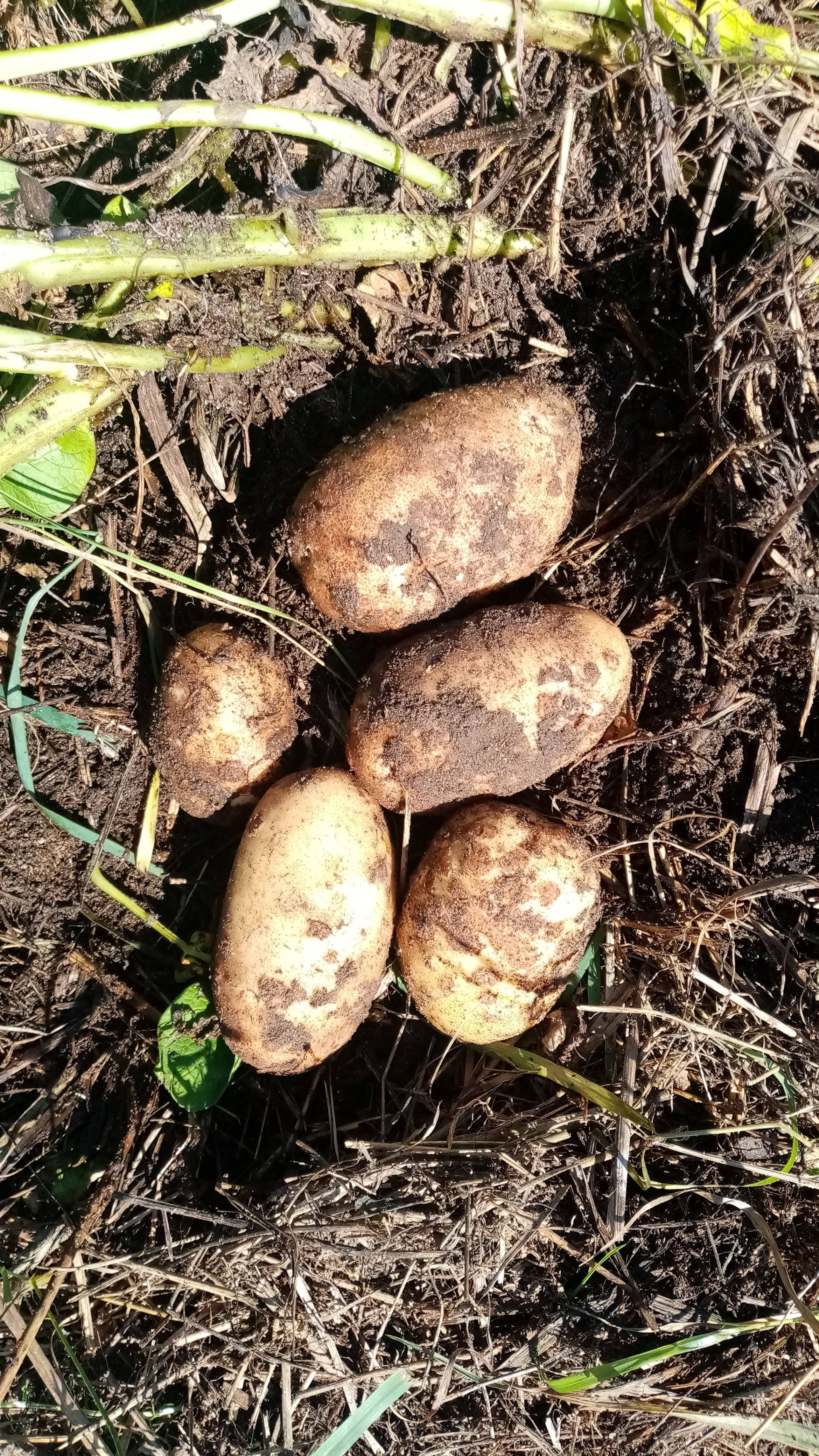 МОЛОДОЙ КАРТОФЕЛЬ из под соломы!!! смотреть онлайн