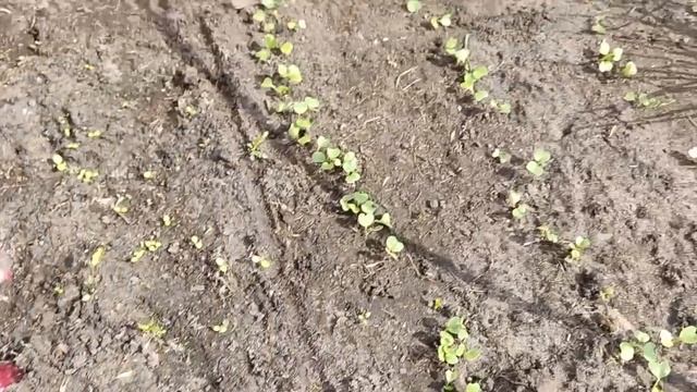 СКОЛЬКО ДЕЛ В АПРЕЛЕ / ЖИЗНЬ ПРОСТЫХ ЛЮДЕЙ В ДЕРЕВНЕ смотреть онлайн