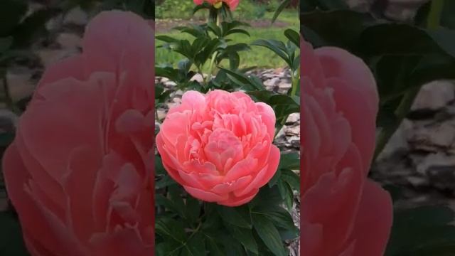 Посмотрите на это чудо! Пион Кэрол Суприм во всей красе! смотреть онлайн