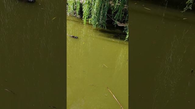 Лотосовое поле Краснодарский край смотреть онлайн