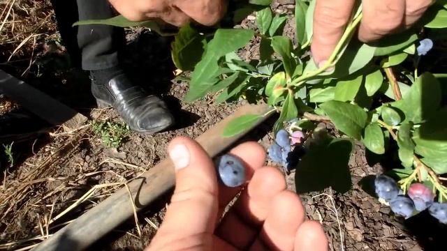 Дегустация разных сортов голубики. Какой сорт вкуснее? смотреть онлайн