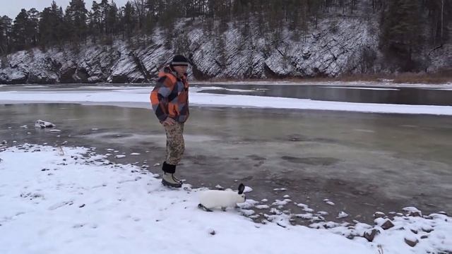 Можно ли получить гибридов от кролика с зайцем смотреть онлайн