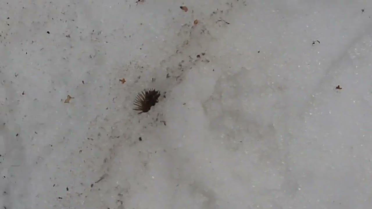 Ловля птиц 10 апреля 2022 год. смотреть онлайн