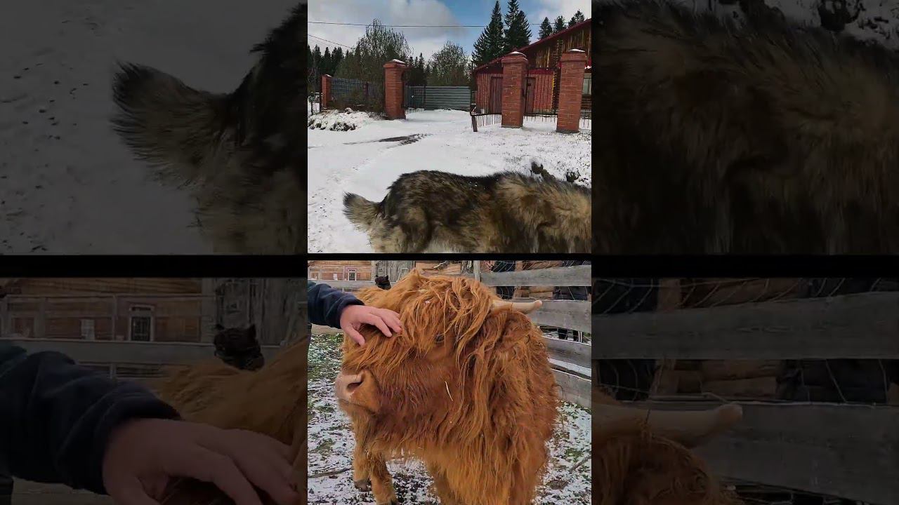Путешествие на Зюраткуль #shorts смотреть онлайн