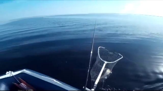 Судак Волгоградское водохранилище апрель 2015 г. смотреть онлайн
