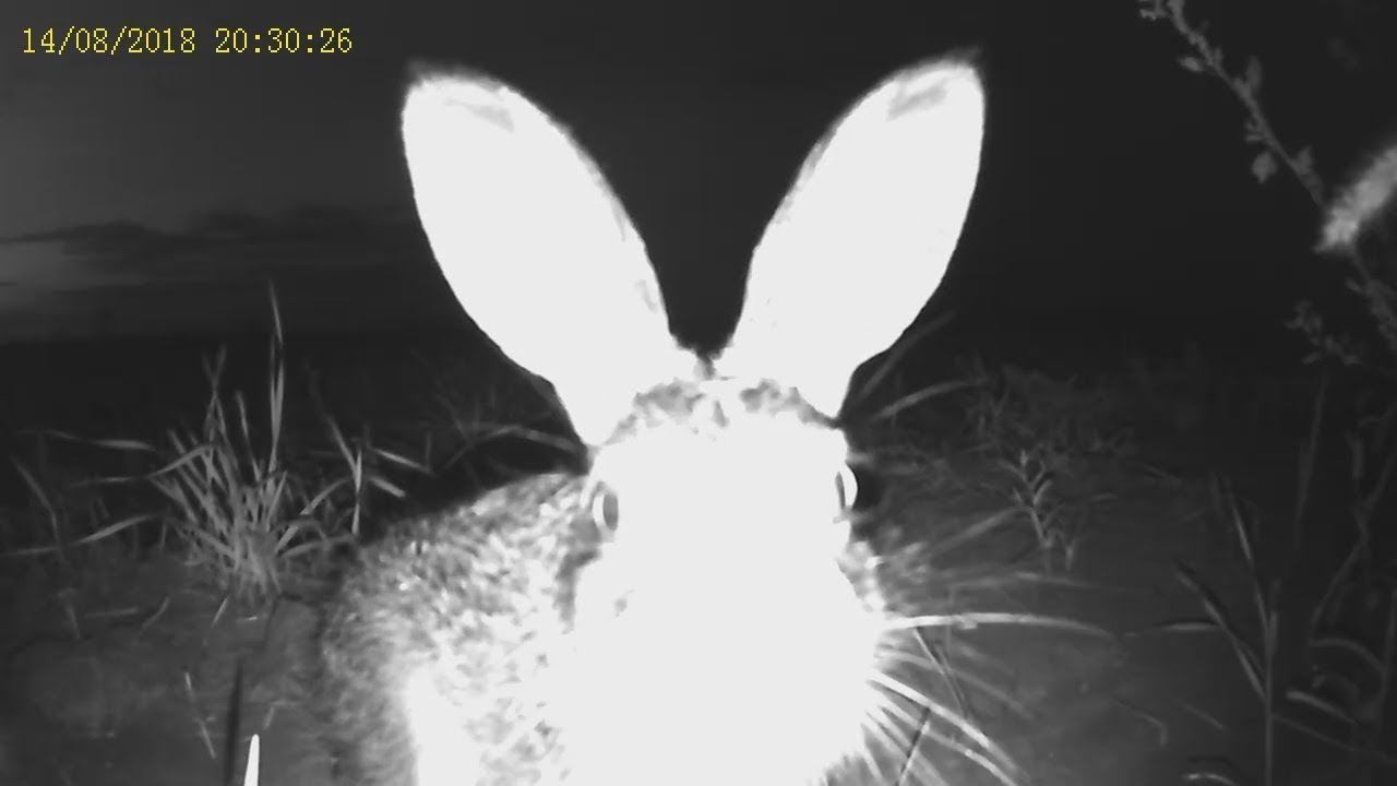 Лиса, Волк и Заяц - Ночная Съёмка / Fox, Wolf and Hare. Nightlife смотреть онлайн