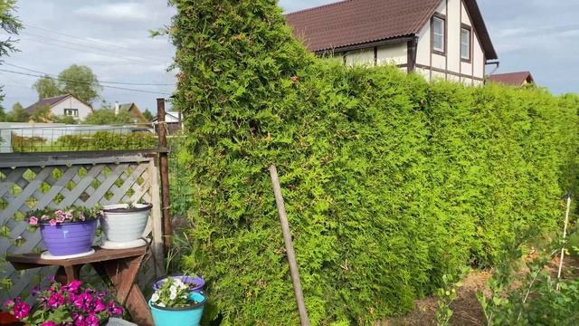Живая изгородь из своих черенков туи западной. В гостях у Татьяны Секориной смотреть онлайн