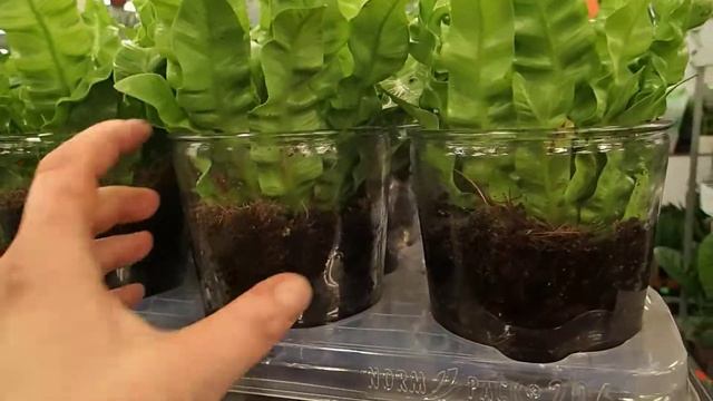 Asplenium nidus 'Osaka' in a glass смотреть онлайн