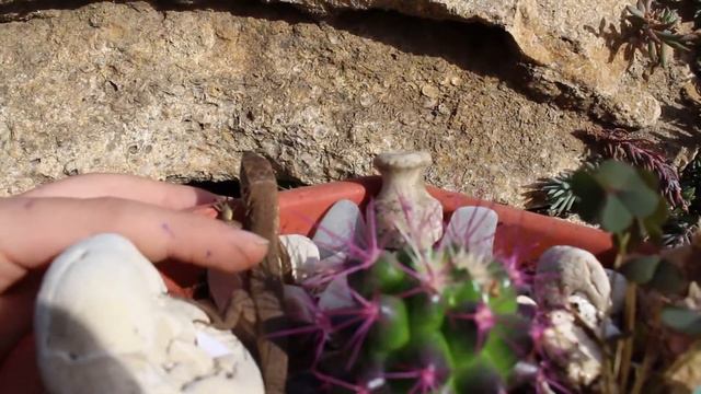 Кактус и ящерица Transplant cactus смотреть онлайн