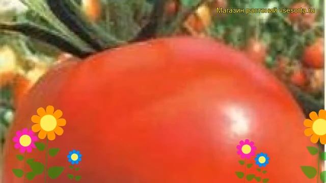 Томат обыкновенный Санта-Клаус. Краткий обзор, описание характеристик, где купить семена смотреть онлайн