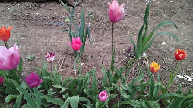 Тюльпаны выросшие из семян. 4 год.