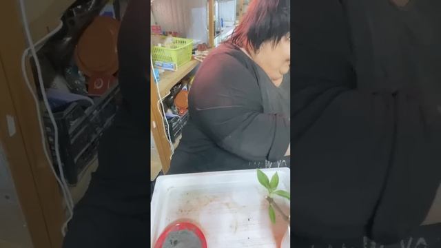 черенкование гортензий почкой смотреть онлайн