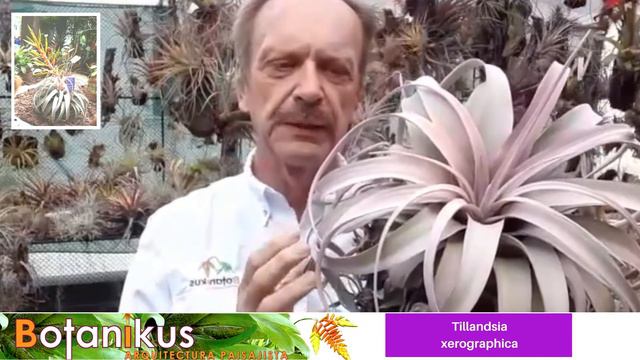 Video #7 Tillandsia xerographica смотреть онлайн