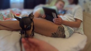 Русский Той - Терьер. Надежная защита девушек?!