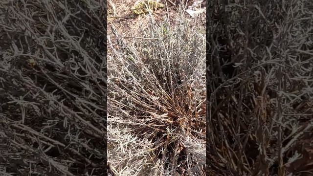 как перезимовала лаванда в Подмосковье? смотреть онлайн