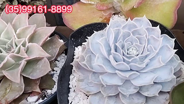 Top 7 Suculentas lindas e suas filhas da minha coleção #plantas #identificaçãodesuculentas смотреть онлайн