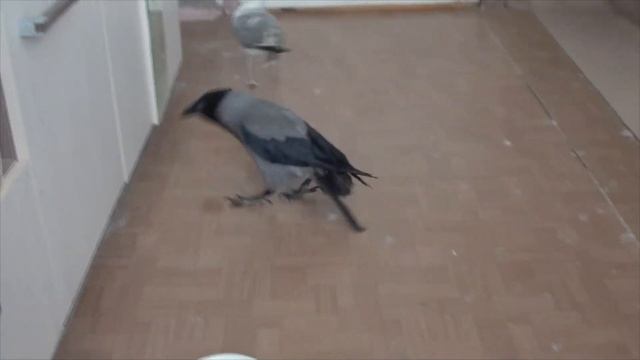 КАК ДЕЛА У ВСЕХ НАШИХ ЖИВОТНЫХ (ворона, чайка, собака, коты, голуби и стрижи) смотреть онлайн