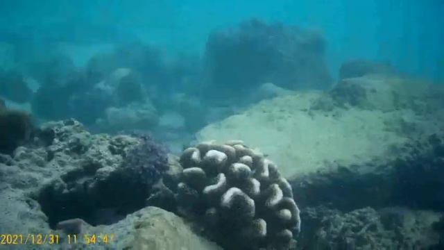 Snorkeling around corals, Sri Lanka смотреть онлайн