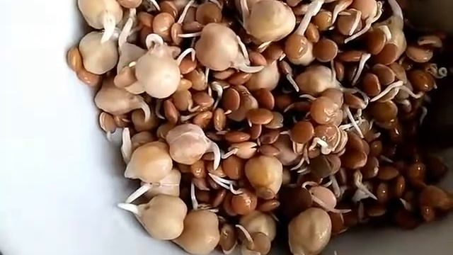 Пророщеная Пшеница,,,Нут,,,Красная чечевица. смотреть онлайн