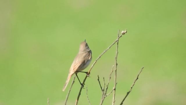 Птицы. Варакушка белозвездная в мае. смотреть онлайн